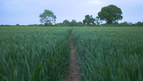 peaceful path through a green field in rivenhall