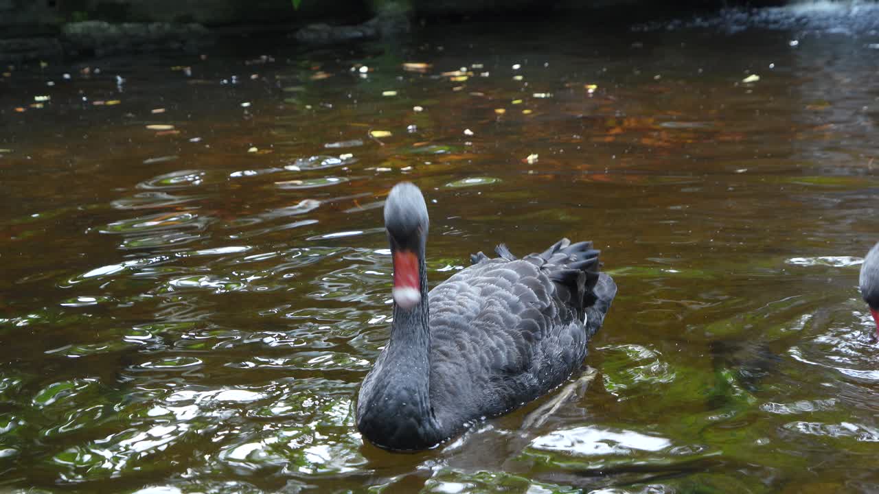 Two Black Swans Gracefully Swimming in Pond – Elegant Waterfowl in Natural Outdoor Habitat