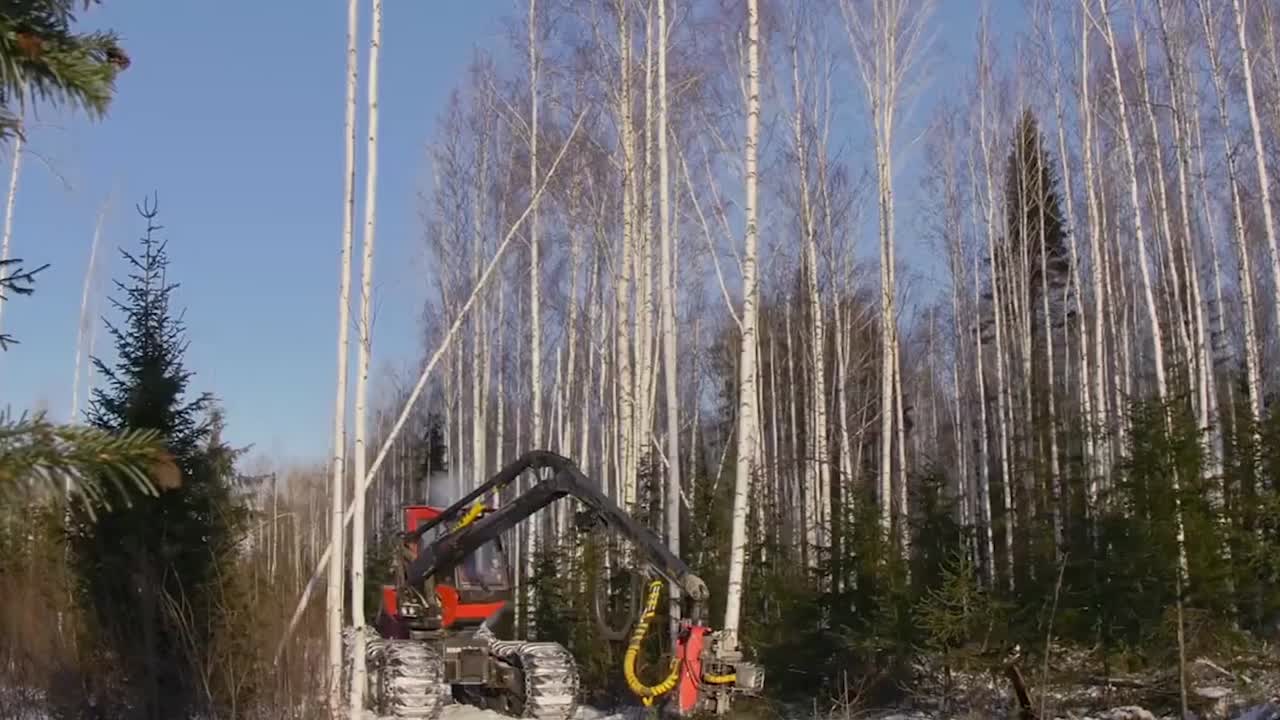 Logging Operation in a Birch Forest