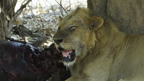 male lion eating a carcass in the african savanna
