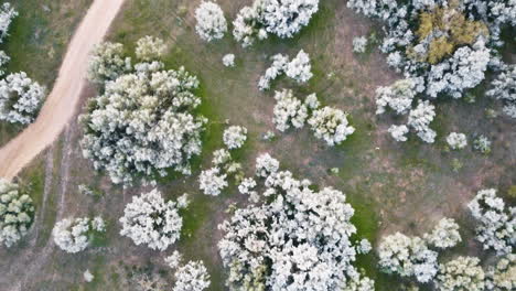 Top-down-drone-shot-of-lush-trees-and-path-to-sand-beach