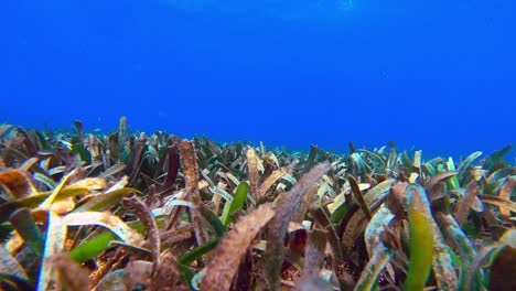 Sea-grass-dancing-in-the-ocean