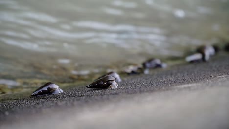 Slow-motion-video-of-river-snails-clinging-and-moving-to-the-river-wall---Subulina-octona,-Sumpil