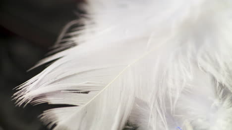 closeup pan across elegant, soft, black and white bird feathers