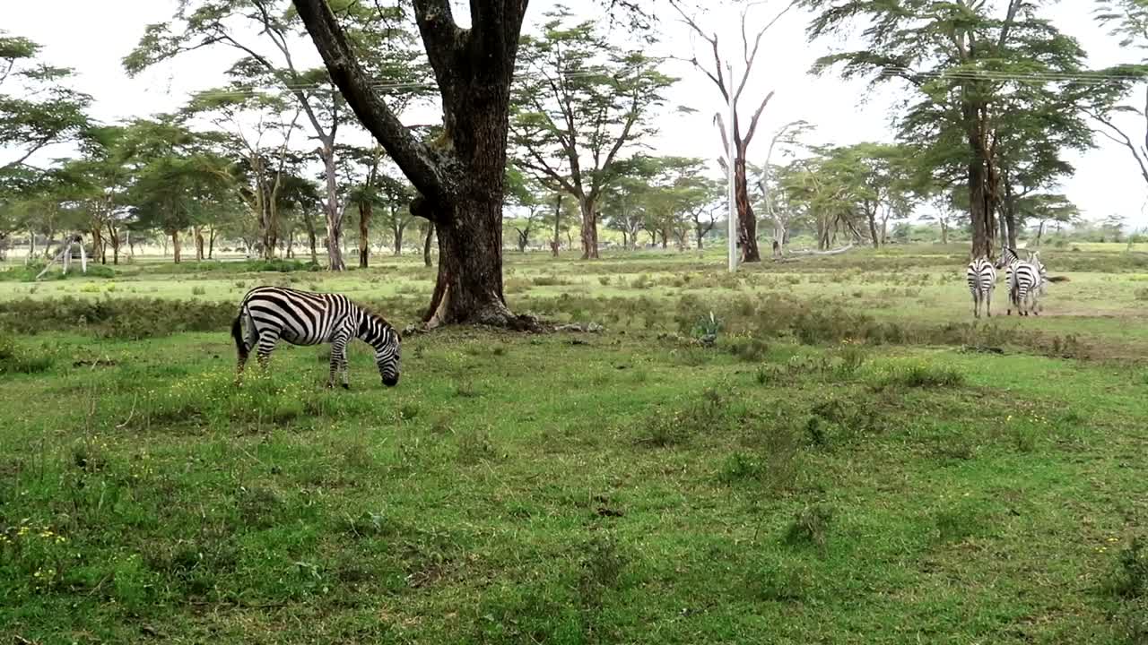 Ripresa a mano di zebre che pascolano e si allontanano a Crescent Island, Kenya
