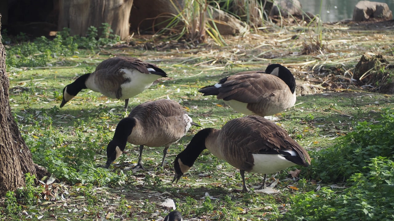 Canada Geese Grazing on Green Grass in a Sunny Park