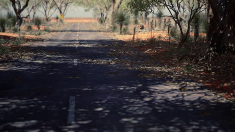 camino al interior con hierba seca y árboles