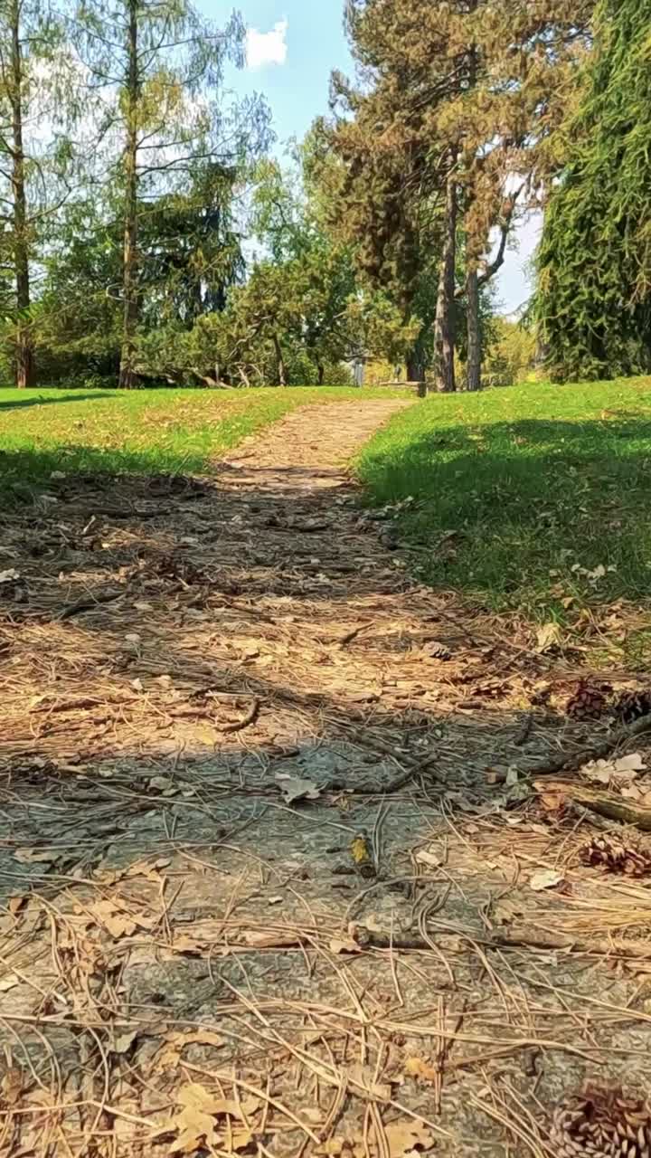 un paseo sereno a través de un parque de hojas