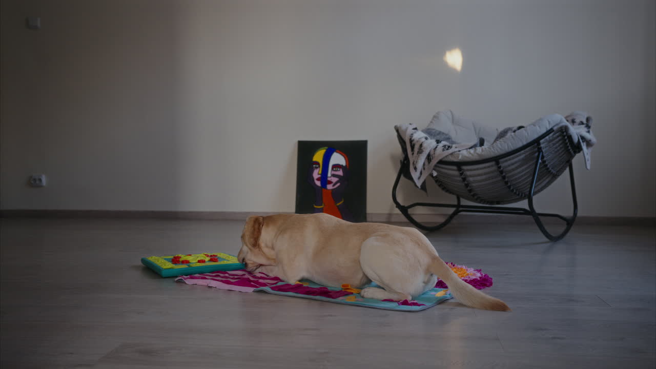 카 에 누워서 장난감 을 는 라브라도르 리트리버