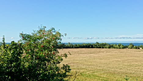 rowan tree beside a wheat field