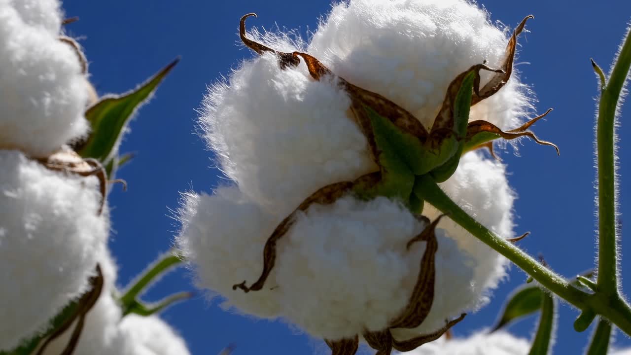 Close-up video of fluffy cotton bolls against a clear blue sky, captured from a low angle