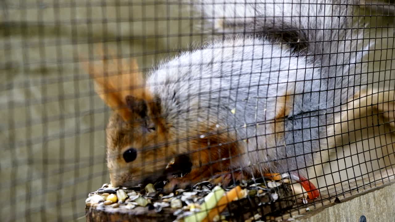 Lo scoiattolo è seduto in una gabbia. Lo scoiattolo mangia noci.