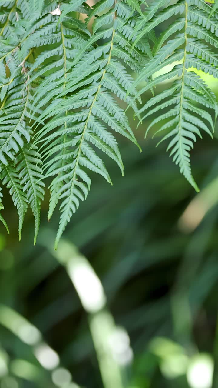Close-up of green fern fronds moving in soft natural light, shallow depth of field