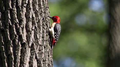 red-bellied woodpecker on a tree