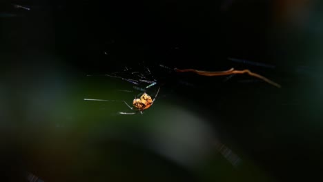 Latrodectus-Elegans,-Spinne-Der-Schwarzen-Witwe,-Thailand