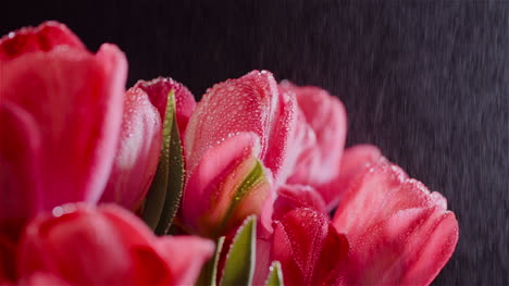 gotas de rocío en tulipanes frescos sobre fondo negro 4