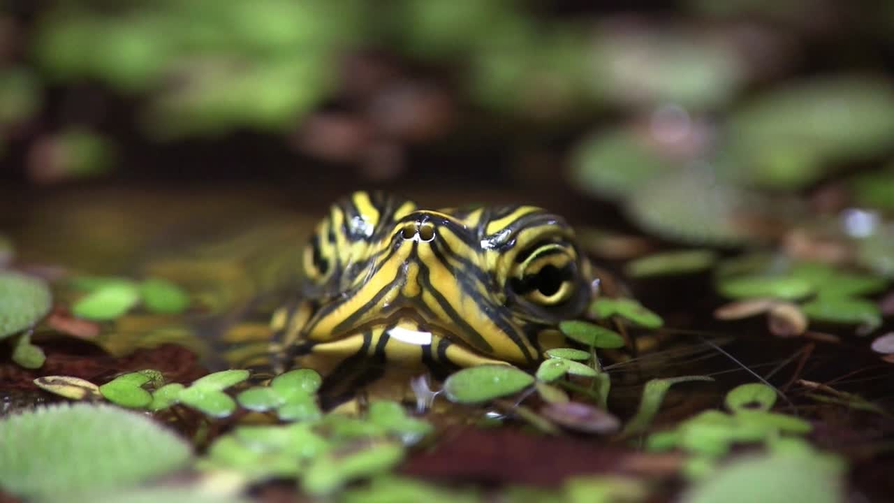 민물 거북이 호수 밖을 내다본다