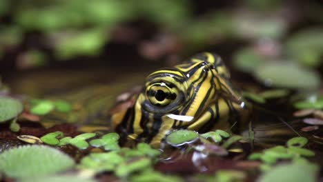 a freshwater turtle peers out of a lake