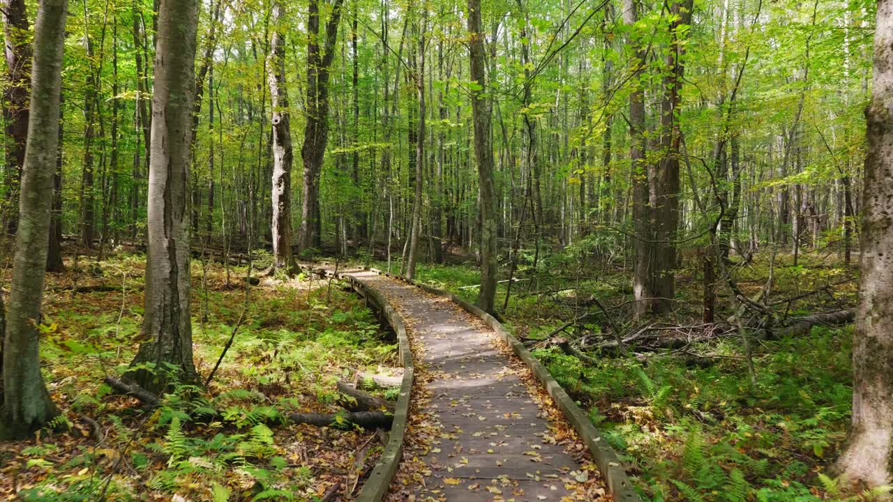 Smooth movement along a nature boardwalk in the woods with fall leaves and dappled sunlight filtering through the trees. There are leaves on the boardwalk and a mixture of deciduous and pine trees,