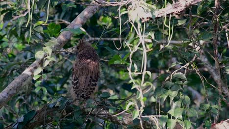 Die-Buffy-Fish-Owl-Ist-Eine-Große-Eule-Und-Doch-Die-Kleinste-Unter-Den-Vier-Fischeulen