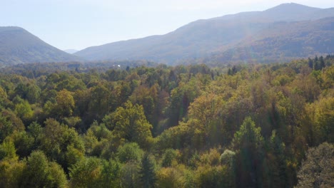 aerial over lush autumnal woodland forest in sentrupert, slovenia