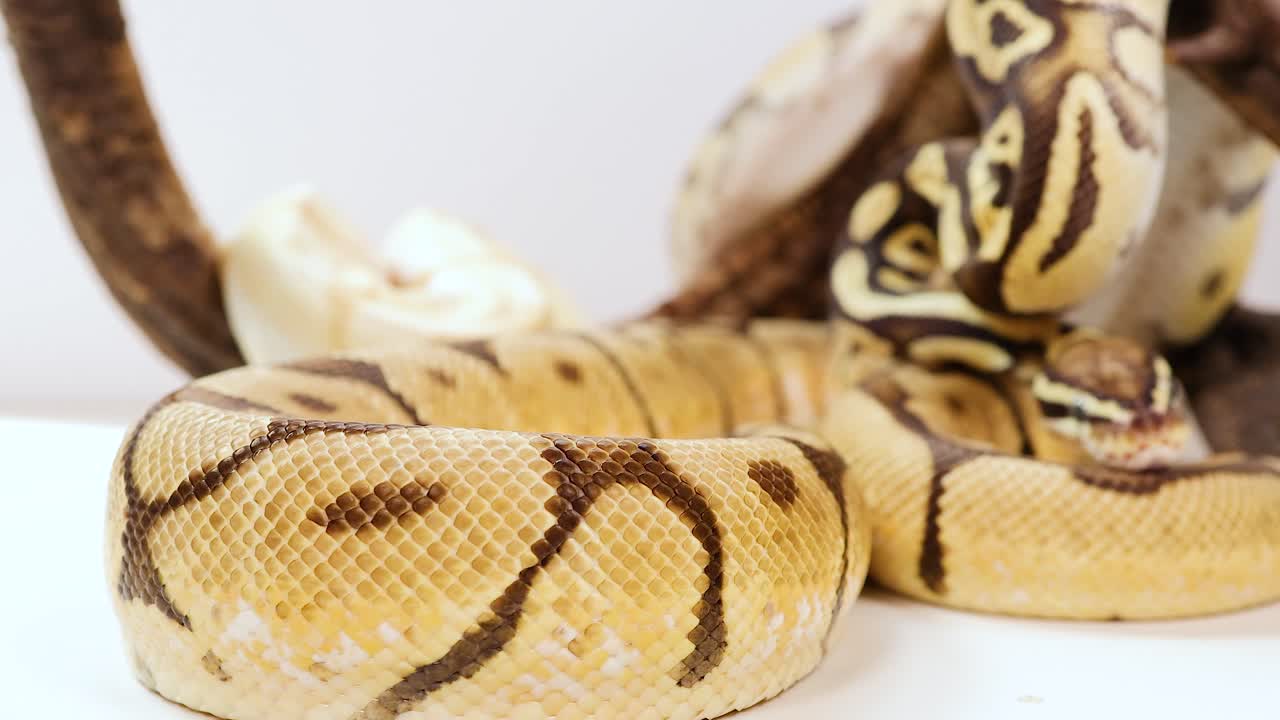 A ball python moves gracefully over a branch in a controlled environment with soft lighting and neutral background
