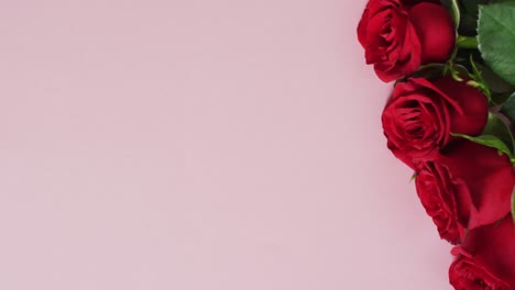 Red-roses-lying-on-pink-background-at-valentine's-day