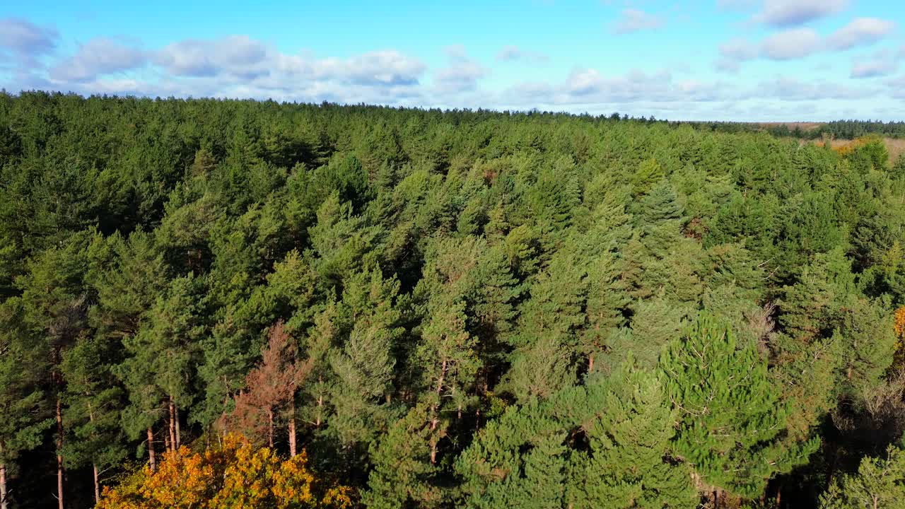 Drone pull away shot over a dense autumn forest as two pigeons fly overhead