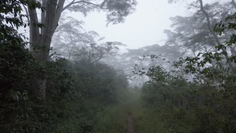 small path in the jungle of papua