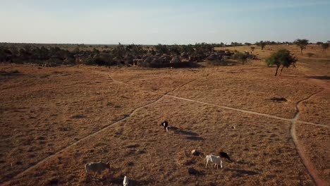 Aerial-view-of-a-village-of-Karamoja,-also-known-as-Manyatta-or-Ere,-on-a-sunny-day-and-surrounded-by-animals-such-as-cows,-in-Uganda,-Africa