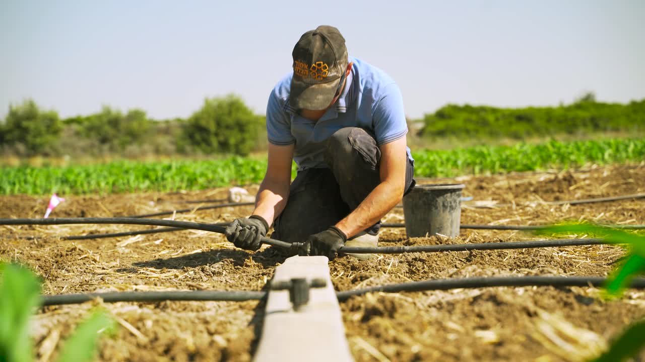 A young farmer connects drip pipes in a corn field