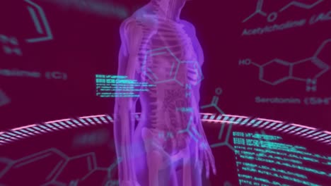 animación de fórmulas químicas y procesamiento de datos sobre el cuerpo humano en rotación