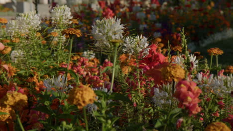 Wunderschön-Blühende-Blumen-Im-Botanischen-Garten-In-Baden-Baden,-Deutschland