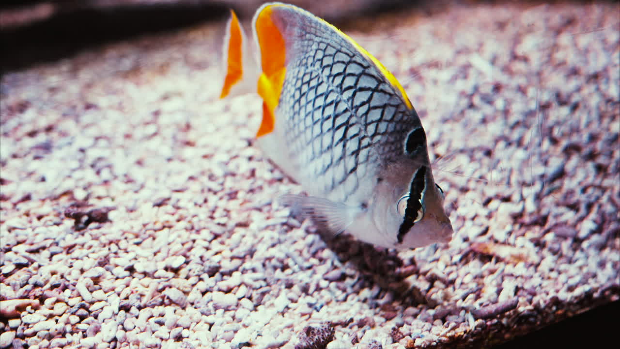 Close up of a sailfin snapper fish swimming near coral reefs