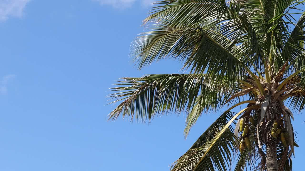파란 하늘을 향해 부드럽게 움직이는 종려나무