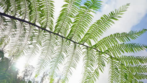 Cinematic-shot-of-green-lush-vegetation-in-the-forest