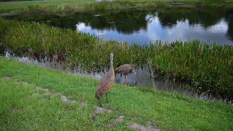 two-Sandhill-cranes-in-Lakewood-Ranch-subdivision,-Bradenton,-Florida