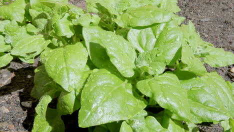 Bundles-of-spinach-in-the-soil-under-the-sun