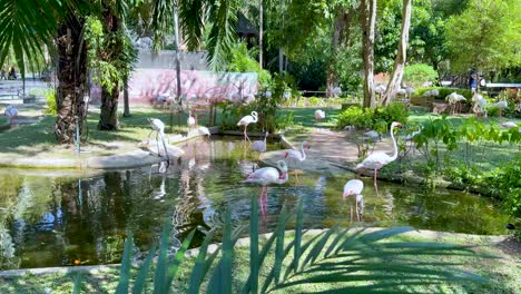 flamingos in a tropical zoo park