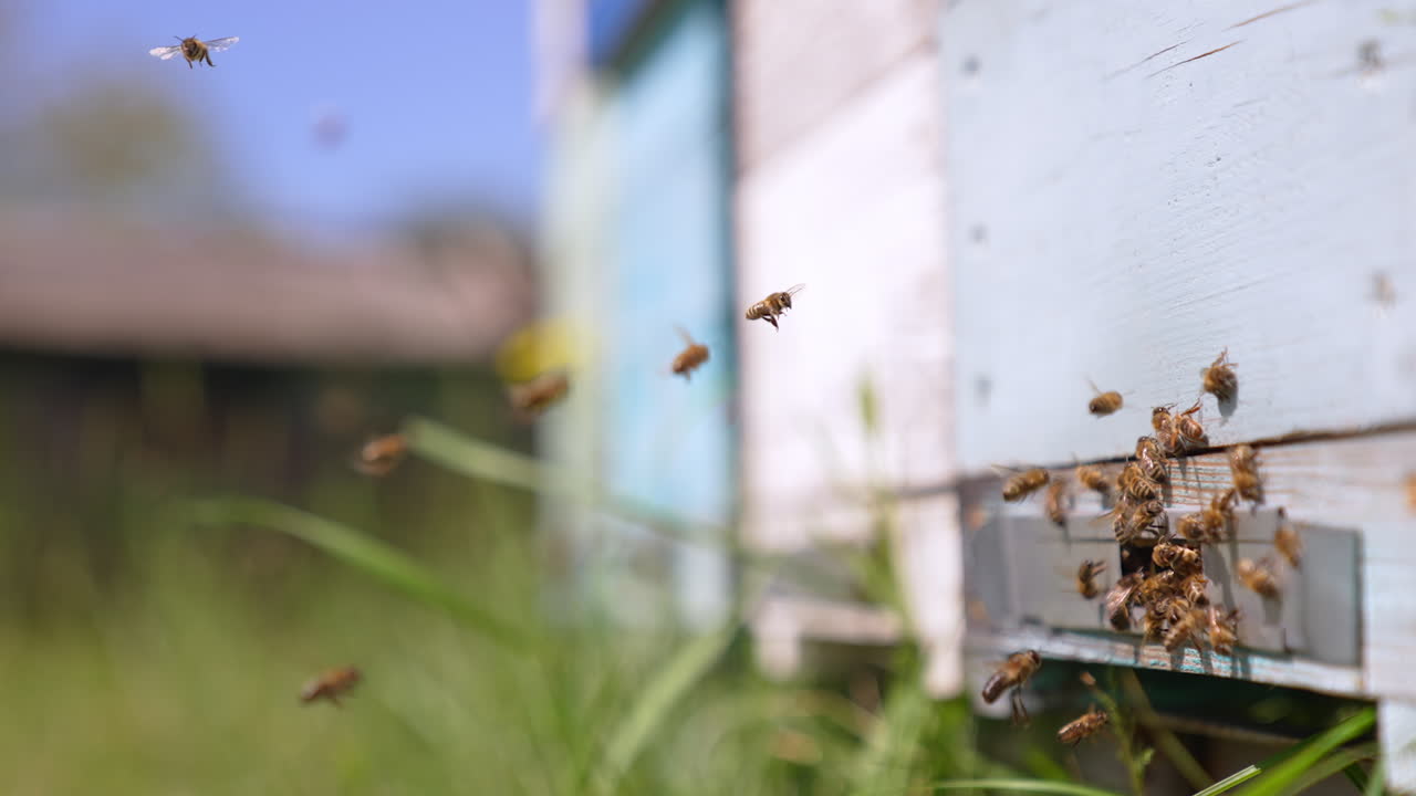 Beautiful insects slowly returning to their hive at daytime. Bees crowding at the enter slot of wooden hive. Close up. Blurred backdrop.