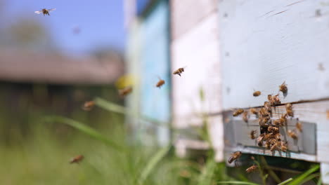 beautiful insects slowly returning to their hive at daytime. bees crowding at the enter slot of wooden hive. close up. blurred backdrop.