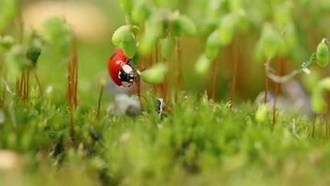 Close-up-wildlife-of-a-ladybug-in-the-green-grass-in-the-forest