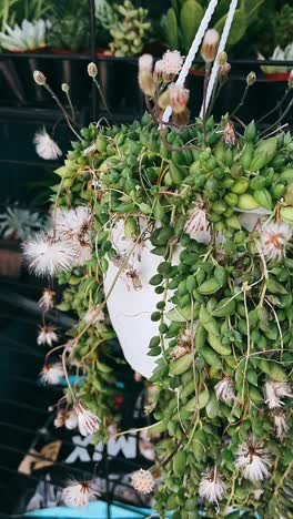 hanging string of pearls succulent plant