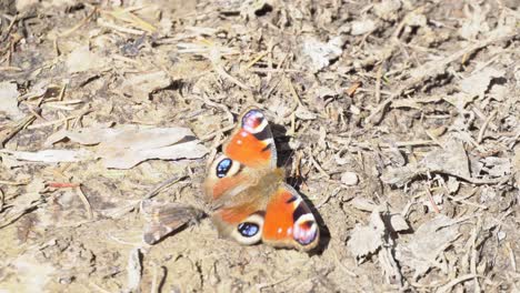 peacock butterfly on the forest floor