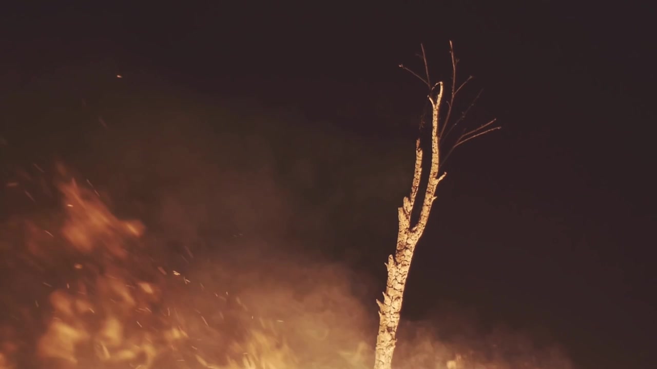 Bare Tree Trunk Burning in a Large Wildfire at Night