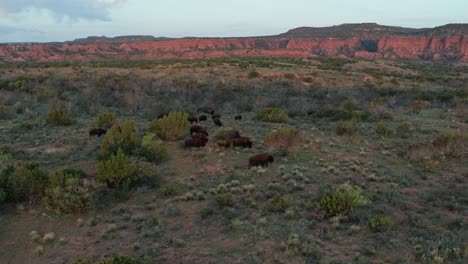 bison herd grazing in texas canyon at sunset