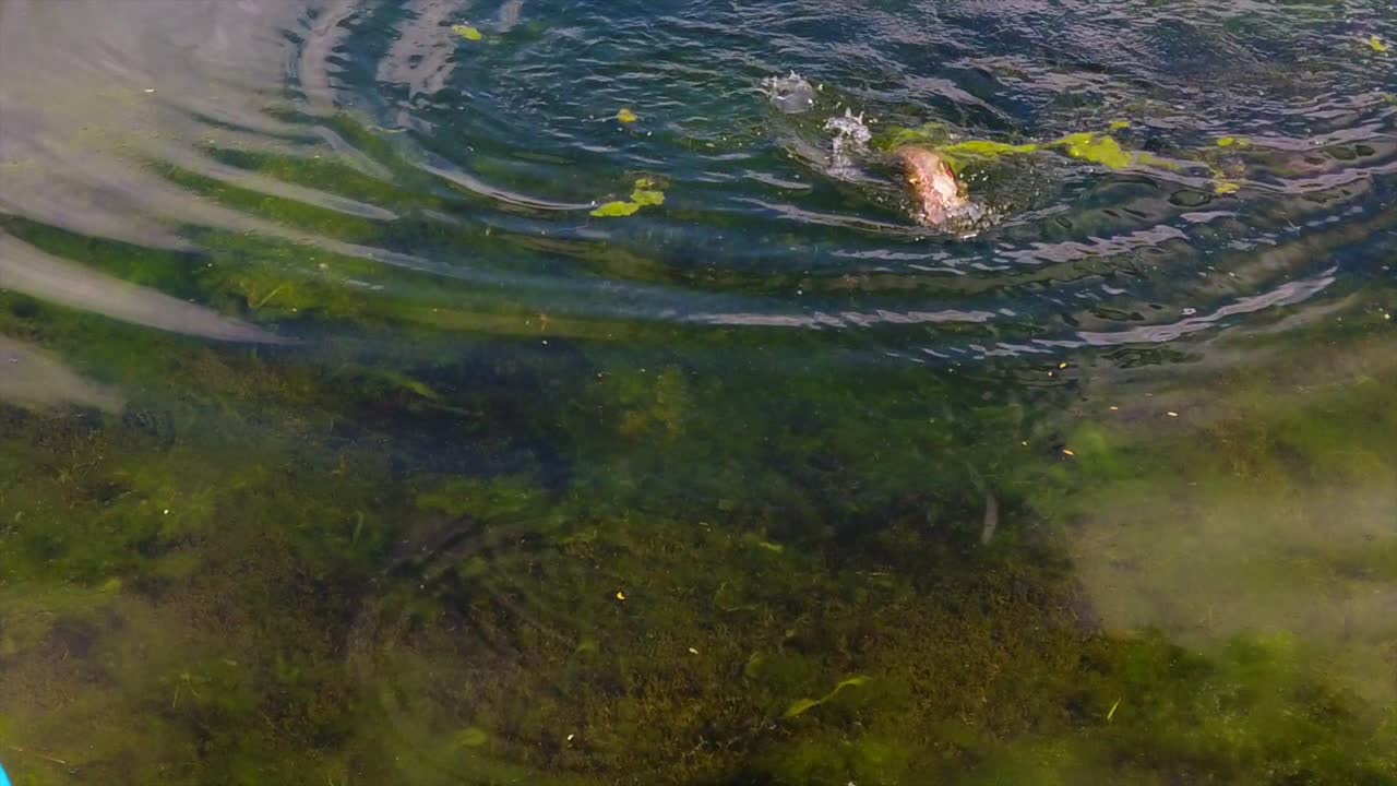 A rainbow trout is trying to wriggle away from a fish hook. (slow motion)