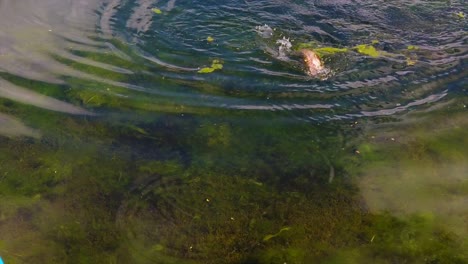 a rainbow trout is trying to wriggle away from a fish hook. (slow motion)