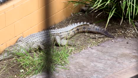 Fresh-water-crocodile-in-captivity