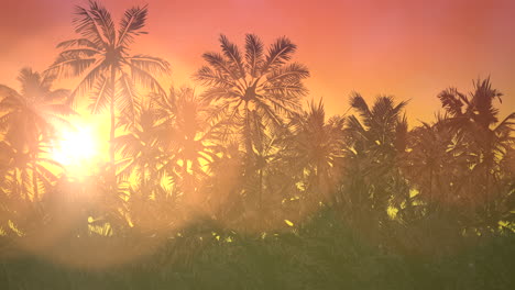 panoramic view of tropical landscape with palm trees and sunset 11